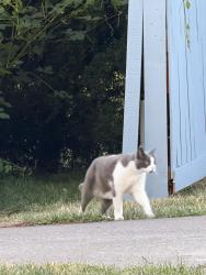 Reunited Unknown Cat last seen Beaverton OR, Beaverton, OR 97005