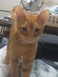 Found/Stray Male Cat last seen MacArth, Shawnee, OK 74804