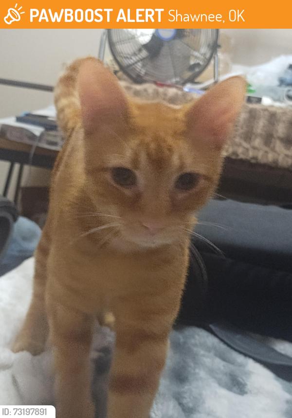 Found/Stray Male Cat last seen MacArth, Shawnee, OK 74804