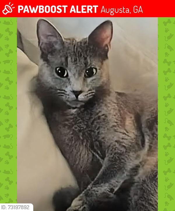 Lost Female Cat last seen Storage Of America on Bertram Road off of Washington Road, Augusta, GA 30909
