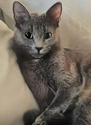 Lost Female Cat last seen Storage Of America on Bertram Road off of Washington Road, Augusta, GA 30909