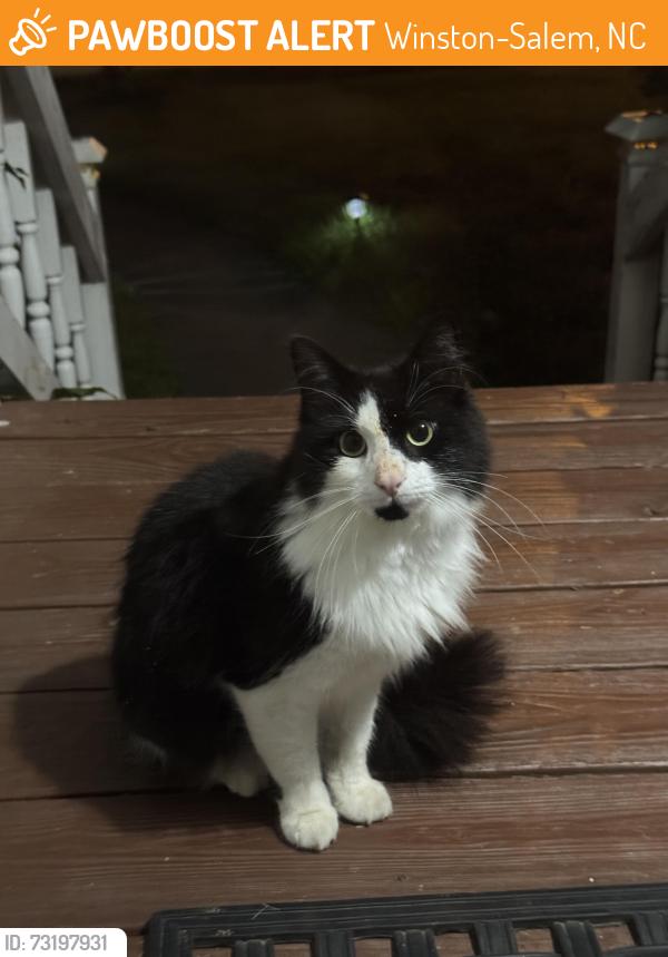 Found/Stray Female Cat last seen Old Rural Hall & Creeksedge CT, Winston-Salem, NC 27105
