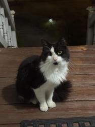 Found/Stray Female Cat last seen Old Rural Hall & Creeksedge CT, Winston-Salem, NC 27105