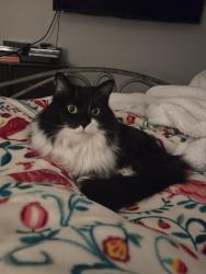 Reunited Female Cat last seen Hall St., Red Coat Ln, Manchester, NH 03104