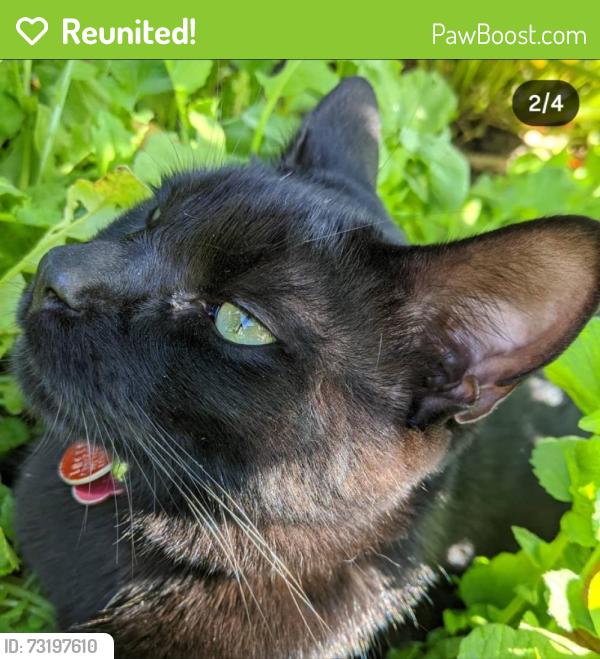 Reunited Male Cat last seen San Bernardino and Irwindale, Covina, CA 91722