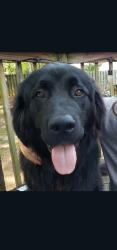 Reunited Male Dog last seen Hampton road lyman sc, Lyman, SC 29365