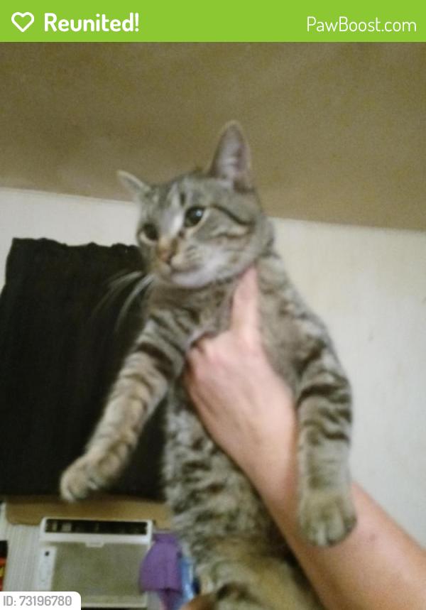 Reunited Male Cat last seen Blue Ridge & East 7th Street, Kansas City, MO 64125