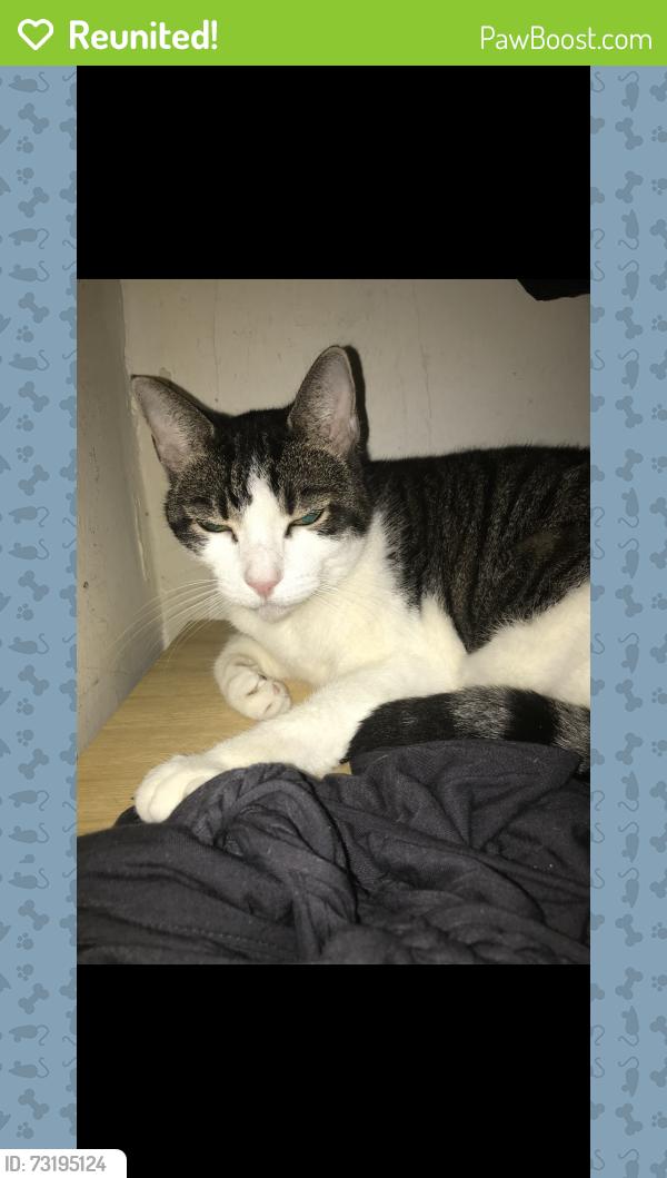 Reunited Female Cat last seen Madison Avenue , Carlisle Ave, York, PA 17404