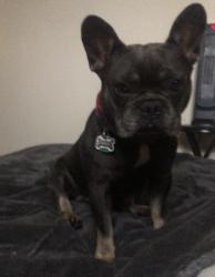 Reunited Male Dog last seen Near N Pacific Ave, Chicago, IL 60634, USA, Chicago, IL 60634