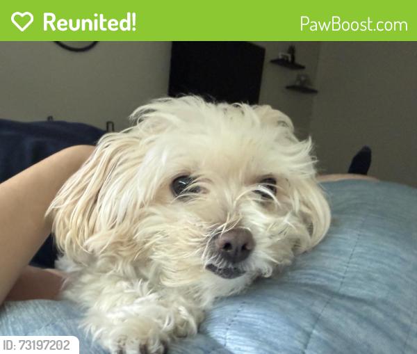 Reunited Female Dog last seen Carson Street and Western Ave, Torrance, CA 90501