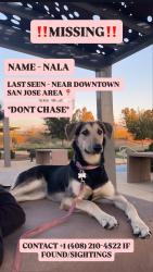 Reunited Female Dog last seen Downtown San Jose, San Jose, CA, USA, San Jose, CA 95113