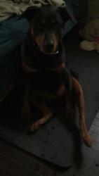 Reunited Female Dog last seen Near N Pacific Ave, Chicago, IL 60634, USA, Chicago, IL 60634