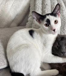 Lost Male Cat last seen 6 mile and lasher or telegraph, Detroit, MI 48219