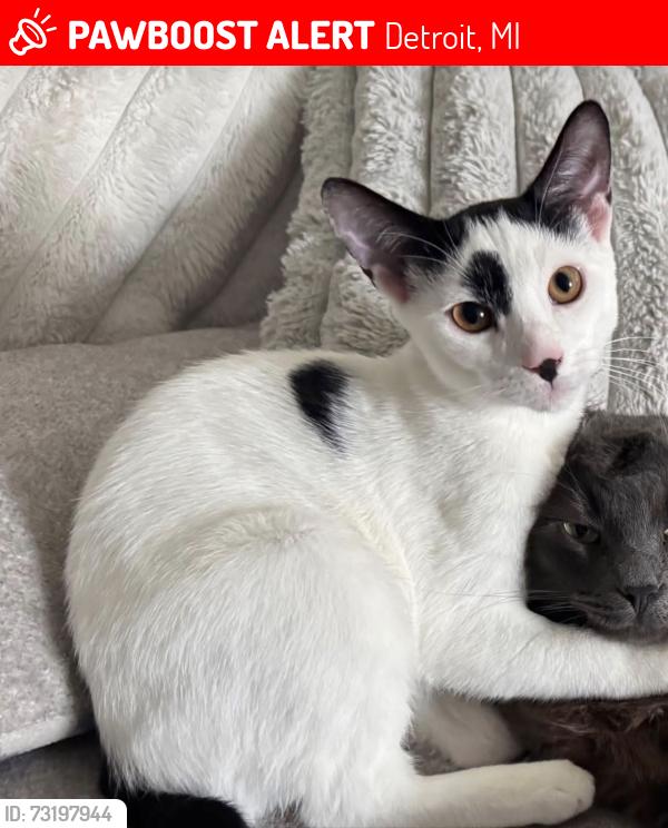 Lost Male Cat last seen 6 mile and lasher or telegraph, Detroit, MI 48219