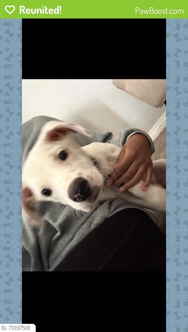 Reunited Male Dog last seen 41st San Diego, San Diego, CA 92101