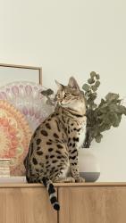 Reunited Female Cat last seen Lei street, Fair Oaks, CA 95628