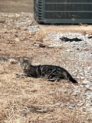 Found/Stray Male Cat last seen Rockwell and Wilshire, Oklahoma City, OK 73132