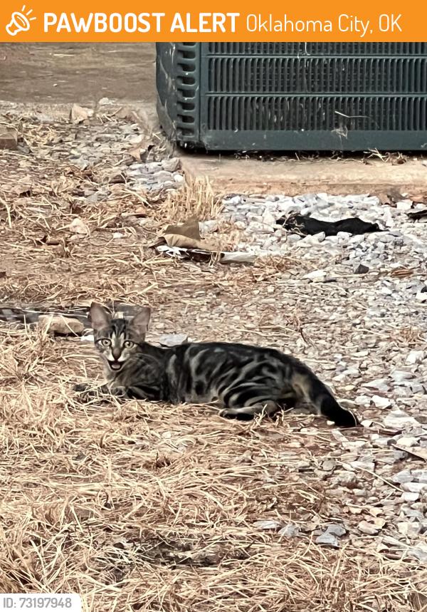 Found/Stray Male Cat last seen Rockwell and Wilshire, Oklahoma City, OK 73132