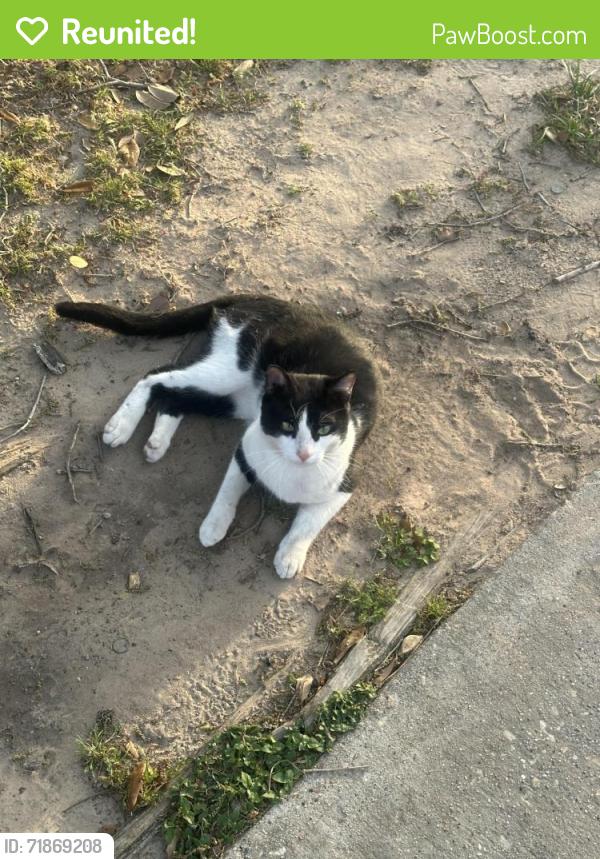 Reunited Male Cat last seen Bammel St, Houston, TX 77086