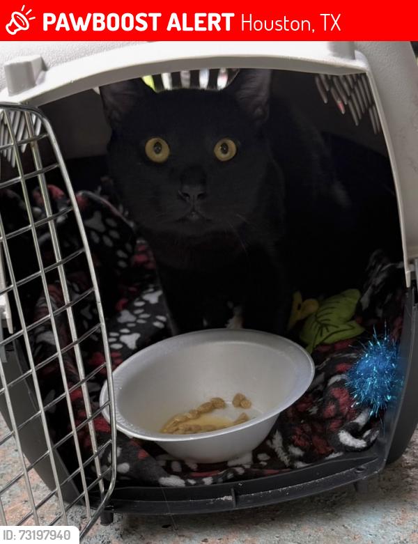 Lost Male Cat last seen Canino, Houston, TX 77037