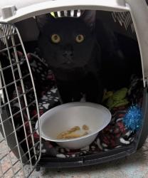 Lost Male Cat last seen Canino, Houston, TX 77037