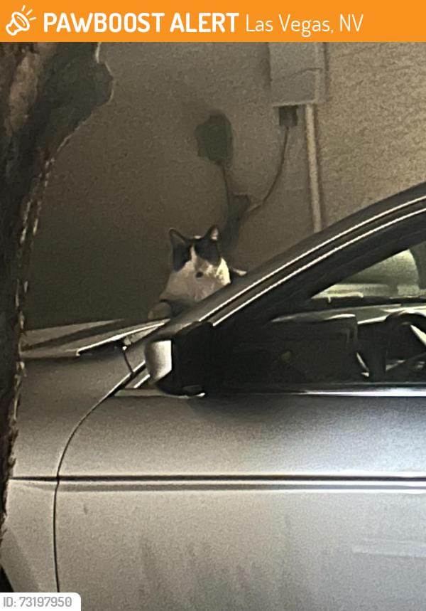 Found/Stray Unknown Cat last seen Amigo and Cactus, Las Vegas, NV 89183
