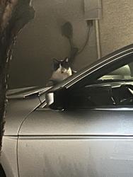 Found/Stray Unknown Cat last seen Amigo and Cactus, Las Vegas, NV 89183