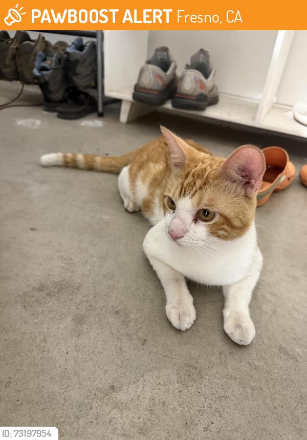 Found/Stray Male Cat last seen Warner and west, Fresno, CA 93711