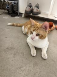 Found/Stray Male Cat last seen Warner and west, Fresno, CA 93711