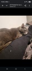Lost Male Cat last seen Poage Park, Waco, TX 76712