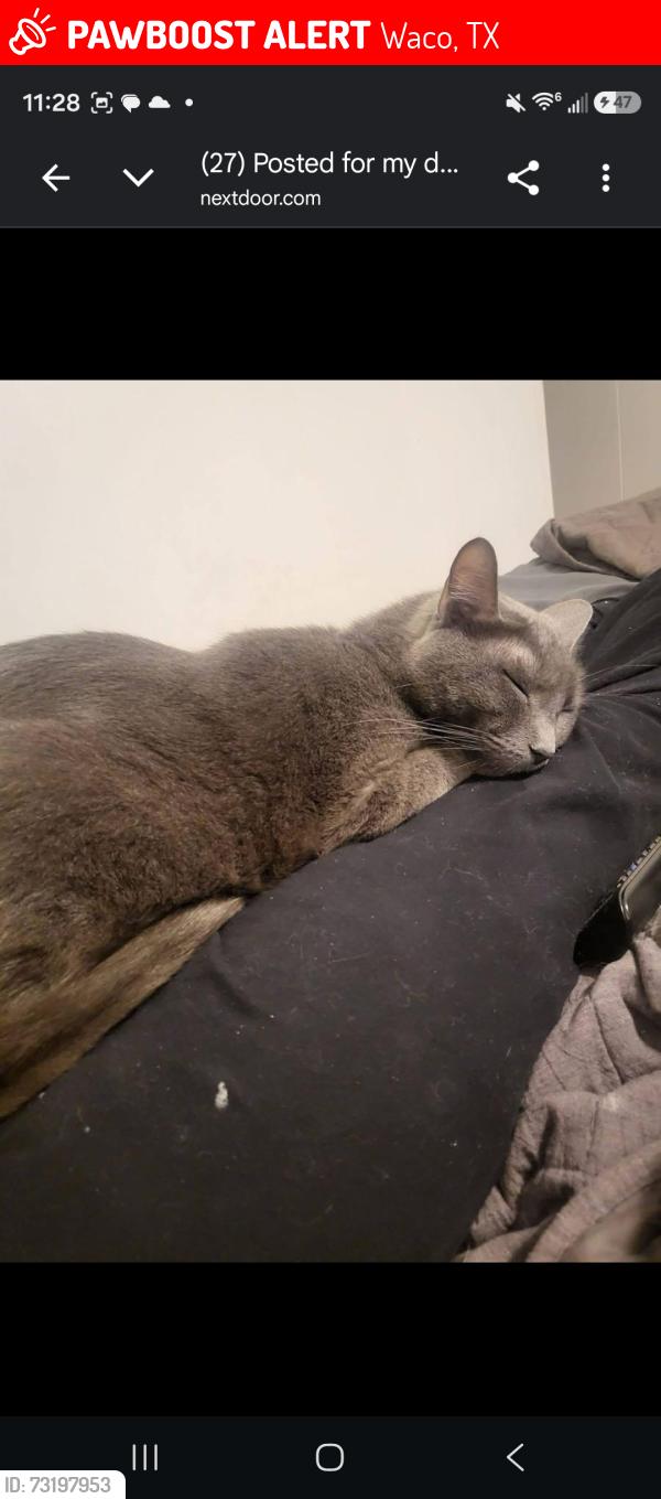 Lost Male Cat last seen Poage Park, Waco, TX 76712