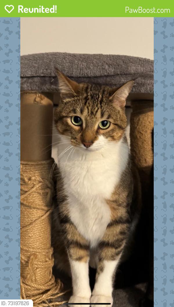 Reunited Male Cat last seen Absolute ave, Mississauga, ON L4Z 0A4
