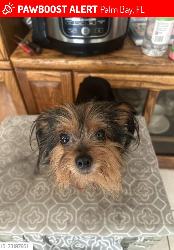 Lost Female Dog last seen Jupiter and Eldron Citgo, Palm Bay, FL 32909