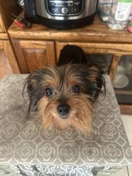 Lost Female Dog last seen Jupiter and Eldron Citgo, Palm Bay, FL 32909