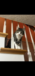 Lost Female Cat last seen Happy valley- Valley View Terr, Happy Valley, OR 97086