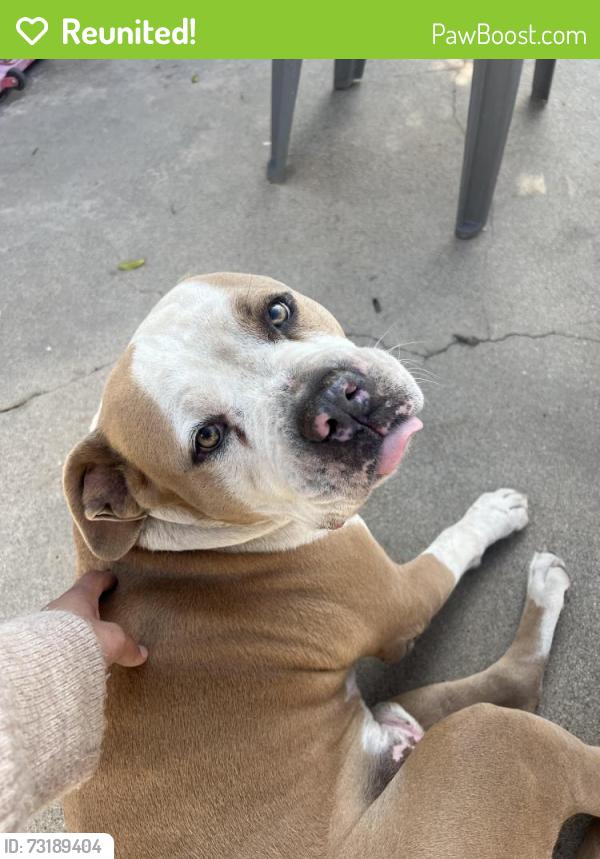 Reunited Male Dog last seen Sterling and pacific st, San Bernardino, CA 92410