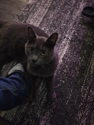 Reunited Male Cat last seen Mckenzie ave bellingham wa 98225, Bellingham, WA 98225