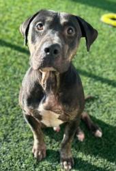 Shelter Stray Male Dog last seen Near Woodgrove St., 75181, TX, 1650 Gross Rd, Mesquite, TX 75149, USA