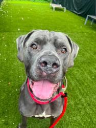 Shelter Stray Male Dog last seen Near N Hilton St, 21229, MD, 2490 Giles Rd, Baltimore, MD 21225, USA