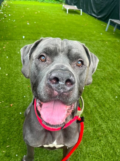 Shelter Stray Male Dog last seen Near N Hilton St, 21229, MD, 2490 Giles Rd, Baltimore, MD 21225, USA
