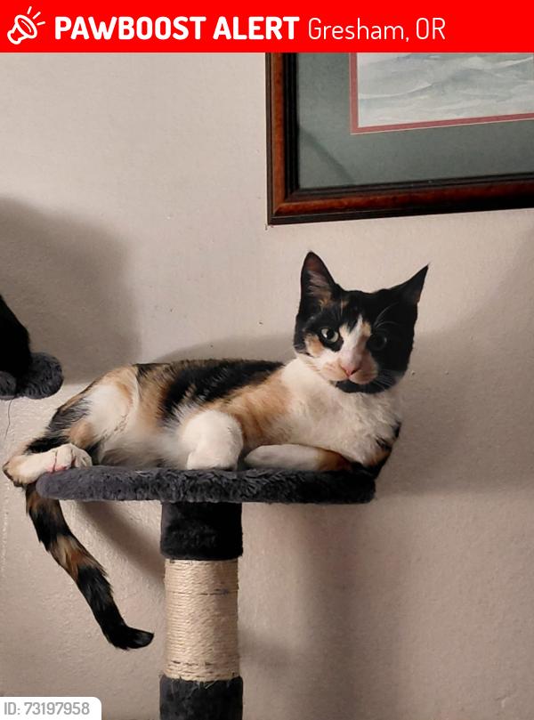 Lost Female Cat last seen Nw 1st and linneman ave, Gresham, OR 97030
