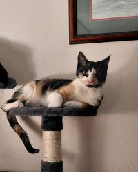 Lost Female Cat last seen Nw 1st and linneman ave, Gresham, OR 97030