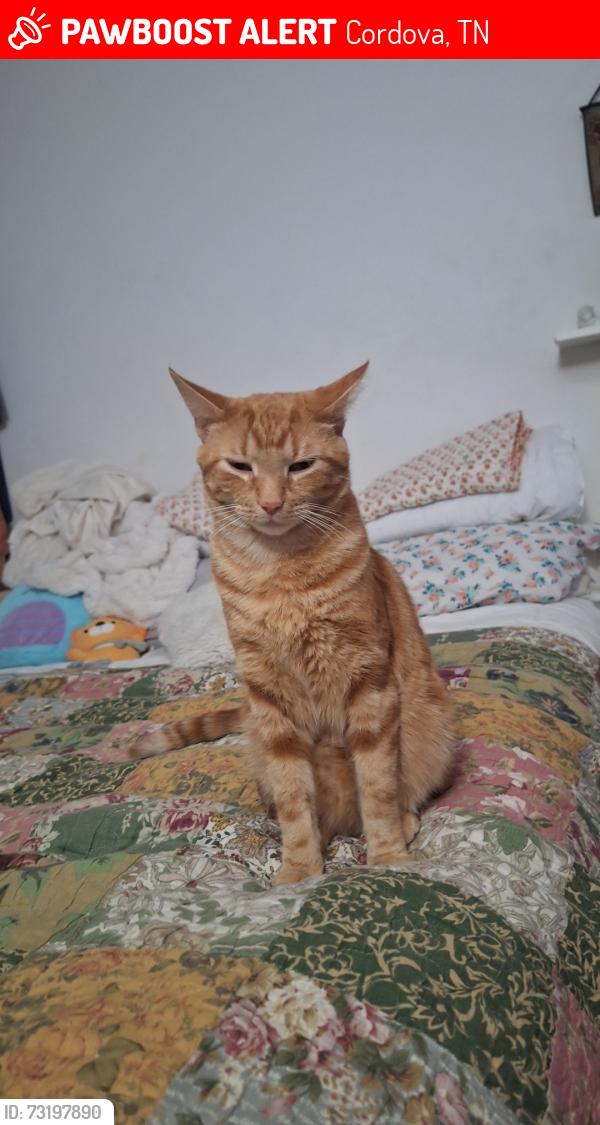 Lost Male Cat last seen Amberly way drive. Cedar Ridge apmts is infront of us. Grange way drive is behind us, Cordova, TN 38018