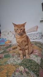 Lost Male Cat last seen Amberly way drive. Cedar Ridge apmts is infront of us. Grange way drive is behind us, Cordova, TN 38018