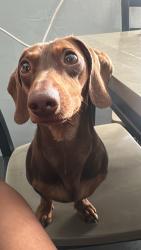 Lost Female Dog last seen Park dale/Mountain View, San Bernardino, CA 92405