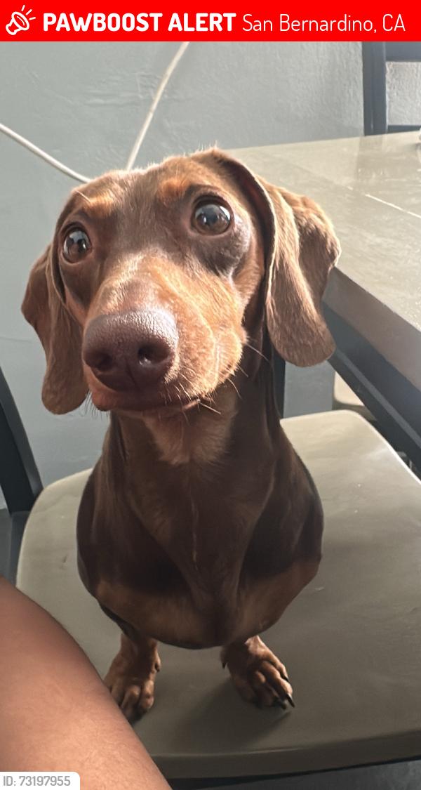 Lost Female Dog last seen Park dale/Mountain View, San Bernardino, CA 92405