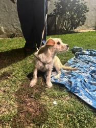 Found/Stray Male Dog last seen Halldale and Adams, Los Angeles, CA 90007