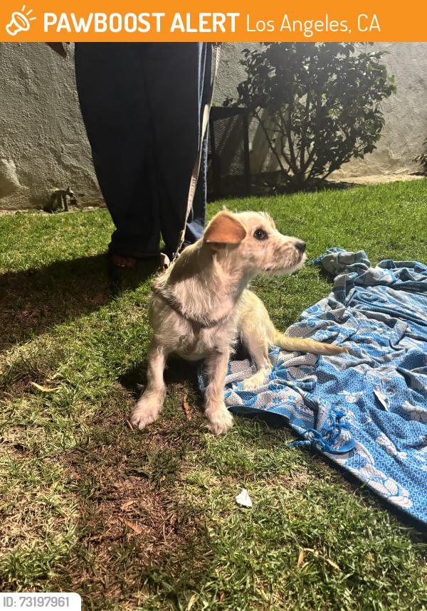Found/Stray Male Dog last seen Halldale and Adams, Los Angeles, CA 90007