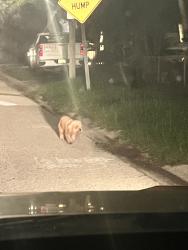 Found/Stray Unknown Dog last seen Animal hse and McDonalds, St. Petersburg, FL 33713