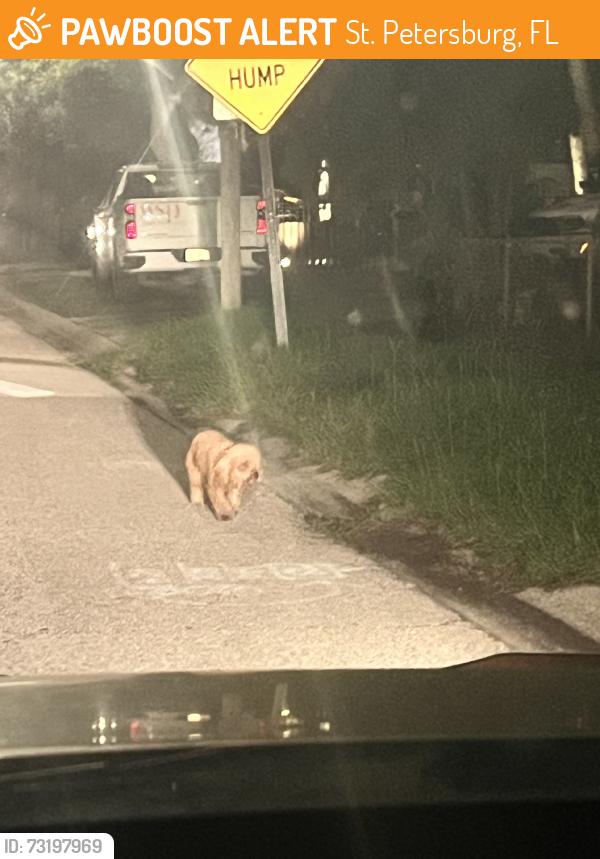 Found/Stray Unknown Dog last seen Animal hse and McDonalds, St. Petersburg, FL 33713
